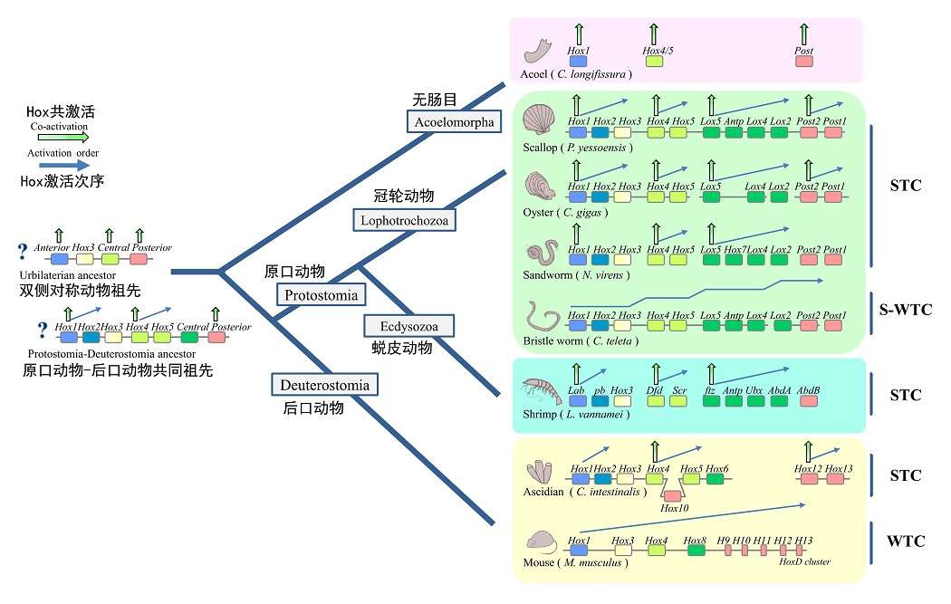 图2. hox基因簇“分段共线性(stc)”调控新模式及其可能的起源和演化途径